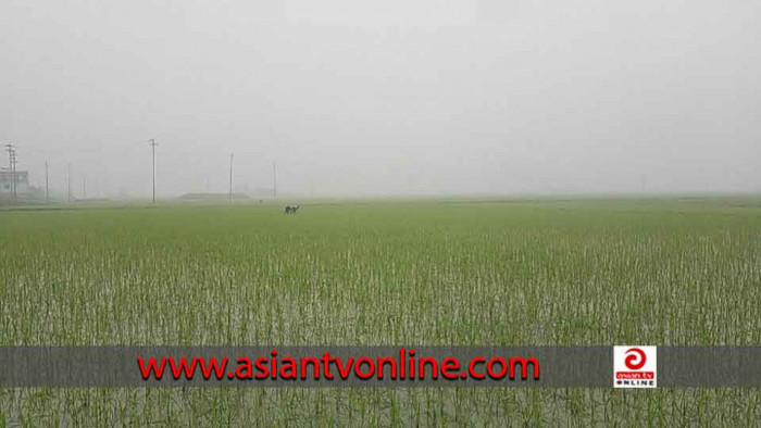 হাওরে ‘বঙ্গবন্ধু ধান’ চাষিদের জন্য কৃষি বিভাগের জরুরি বার্তা