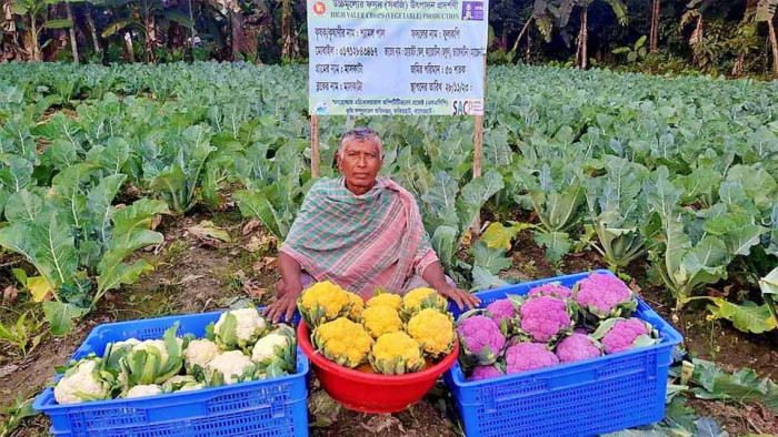 ফকিরহাটে রঙিন ফুলকপি চাষে কৃষকের সাফল্য