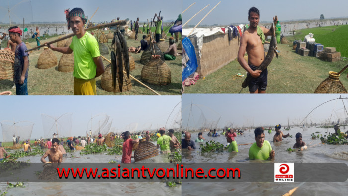 হবিগঞ্জের হাওর এলাকায় উৎসব মুখর পরিবেশে পলো বাইচ উৎসব পালিত