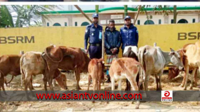 সুনামগঞ্জের জগন্নাথপুরে ৯টি গরুসহ চোর আটক