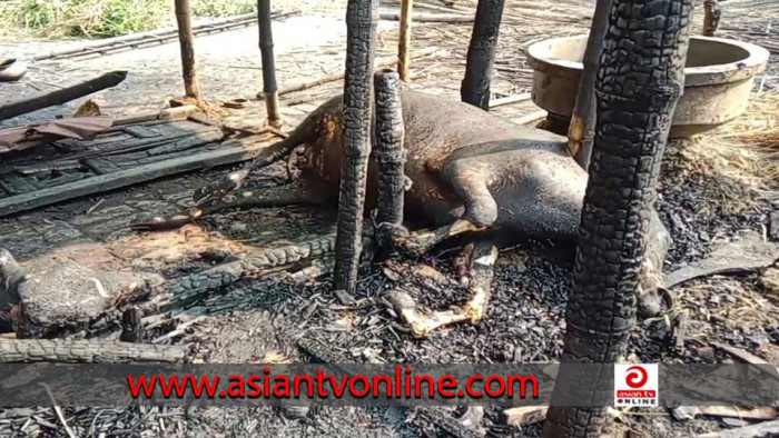 নলডাঙ্গায় পৃথক অগ্নিকাণ্ডে পুড়লো গবাদি পশুসহ কৃষকের সর্বস্ব