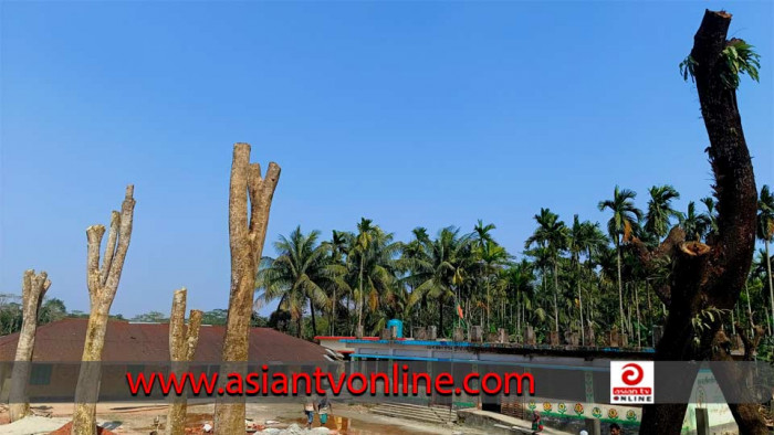 রাজাপুরে প্রধান শিক্ষকের বিরুদ্ধে টেন্ডার ছাড়াই সরকারি গাছ কর্তনের অভিযোগ