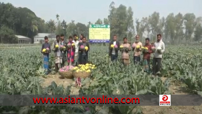 ঘাটাইলে চাষ হচ্ছে রঙিন ফুলকপি, সহযোগিতার আশ্বাস কৃষি বিভাগের