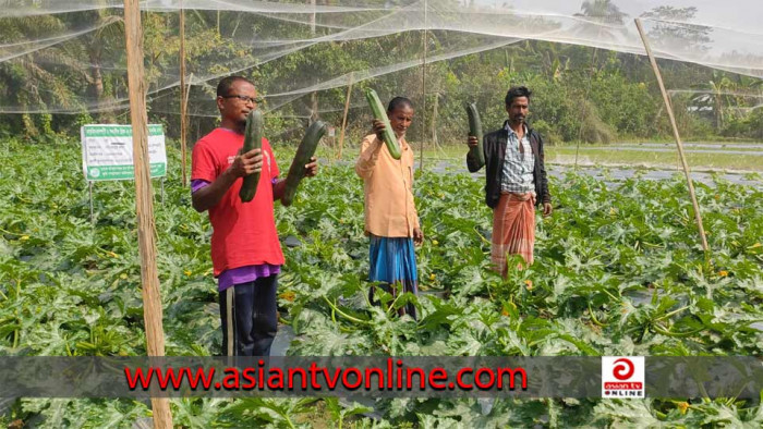 স্বাস্থ্য উপকারী ‘স্কোয়াশ’ চাষে সফল বাগেরহাটের কৃষক মাহাবুবুর