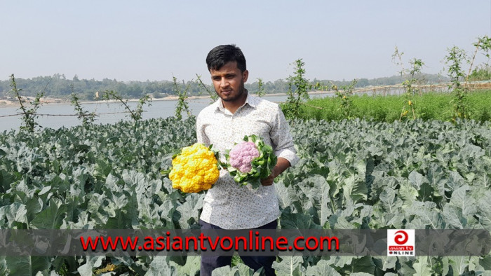 শখের বশে রঙিন ফুলকপি চাষ, বাজিমাত করলেন হেলাল