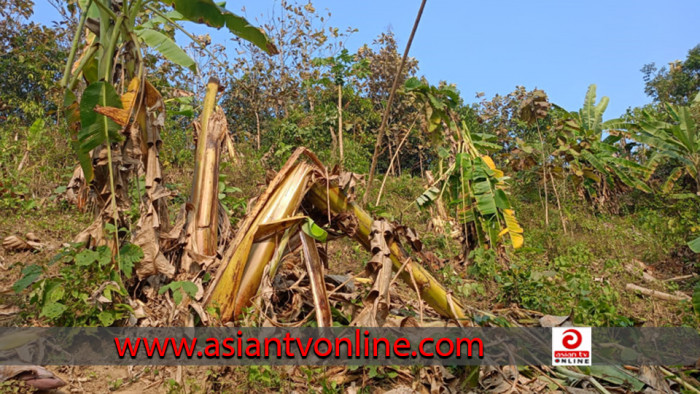 রাজস্থলীতে বন্য হাতির আক্রমণে ৪ কলা বাগান ধ্বংস