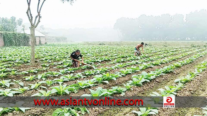 সবজি খ্যাত মেহেরপুর জেলায় বাড়ছে সর্বনাশা তামাক চাষ