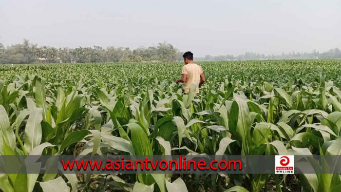 তিস্তার চরে নানান ফসল বুনে হাসি ফুটেছে কৃষকের মুখে