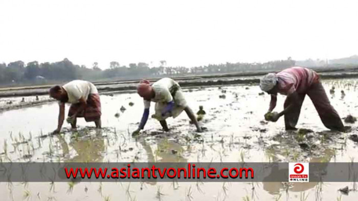 খোকসাতে বোরো ধান আবাদে ব্যস্ত কৃষক