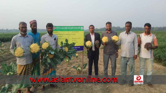 ইটনায় প্রথমবার রঙিন ফুলকপি চাষ করে সাড়া ফেলেছেন কৃষক আব্দুল কাইয়ুম