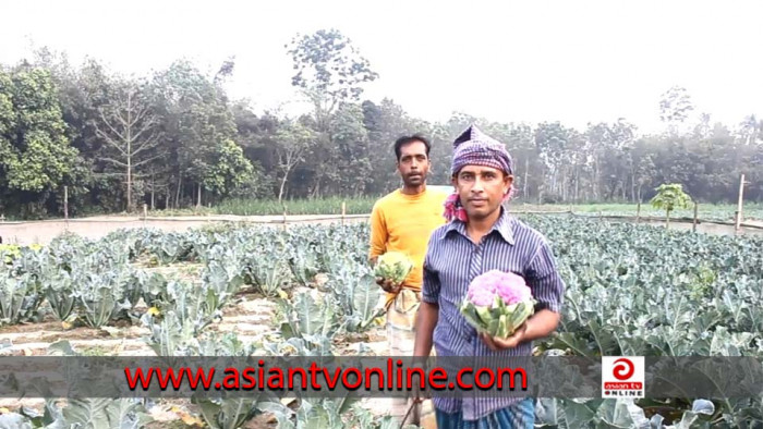 রঙিন ফুলকপি চাষ করে সফল খোকসার তরুণ উদ্যোক্তা বসির