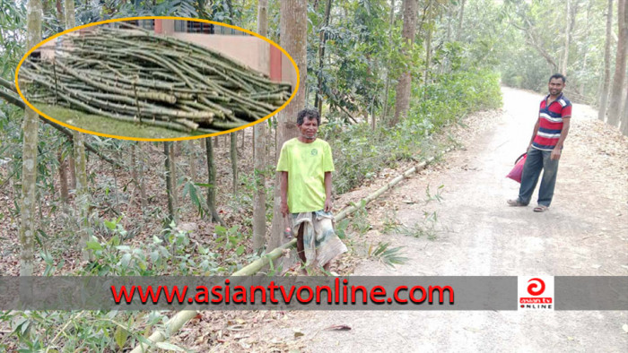 এবার বনবিভাগের বিরুদ্ধে ব্যক্তি মালিকানাধীন শতাধিক বাঁশ কেটে নেয়ার অভিযোগ