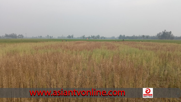 কালাইয়ে প্রভাবশালীর দাপটে ক্ষেত থেকে সরিষা তুলতে পারছে না অসহায় বৃদ্ধ