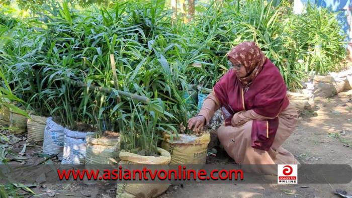 বস্তায় আদা চাষে সাফল্য পেয়েছেন মানিকছড়ির নাজমা