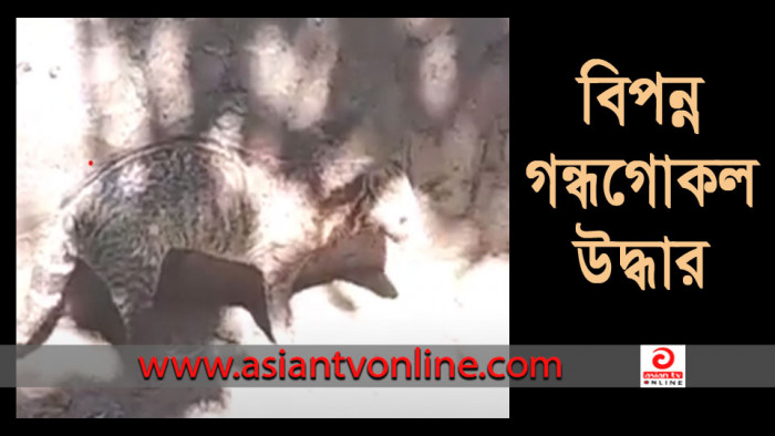 সেনবাগে গর্তে আটকে পড়া ২ গন্ধগোকুল উদ্ধার