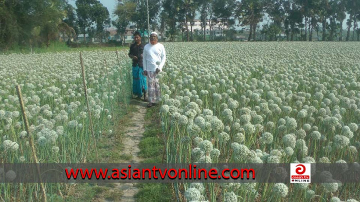 ভাঙ্গায় পেঁয়াজ বীজে লাভের স্বপ্ন দেখছেন কৃষকরা