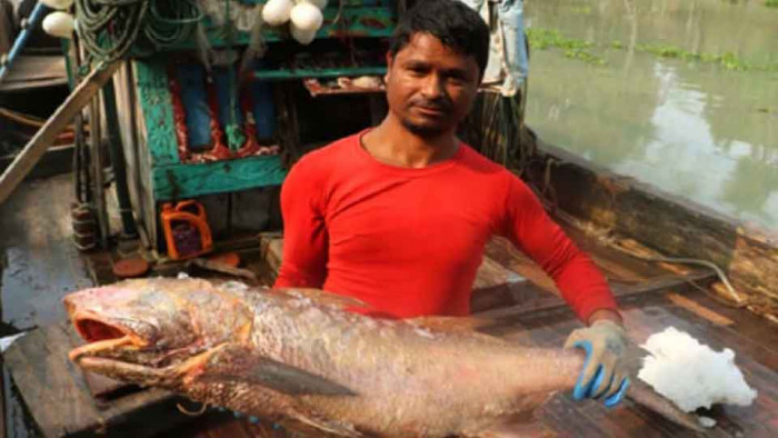 জেলের জালে ধরা পড়ল ২০ লাখ টাকার লাক্ষা মাছ