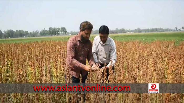 কৃষি অর্থনীতিতে নতুন চমক বিদেশি ফসল কিনোয়া চাষ