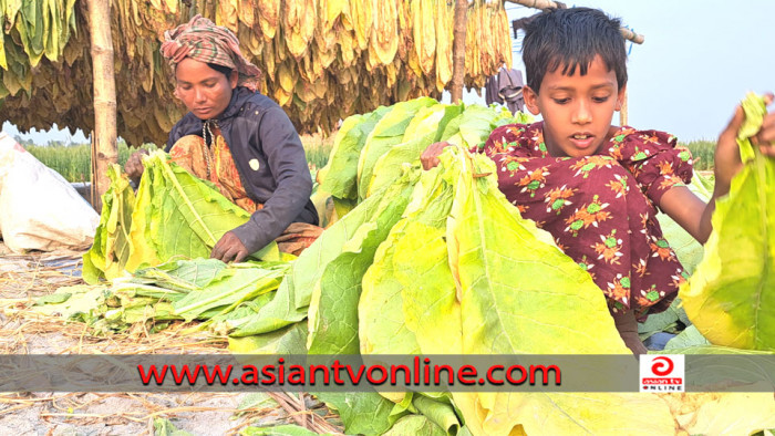 লালমনিরহাটে কৃষি জমিতে তামাক চাষ, হুমকিতে পরিবেশ