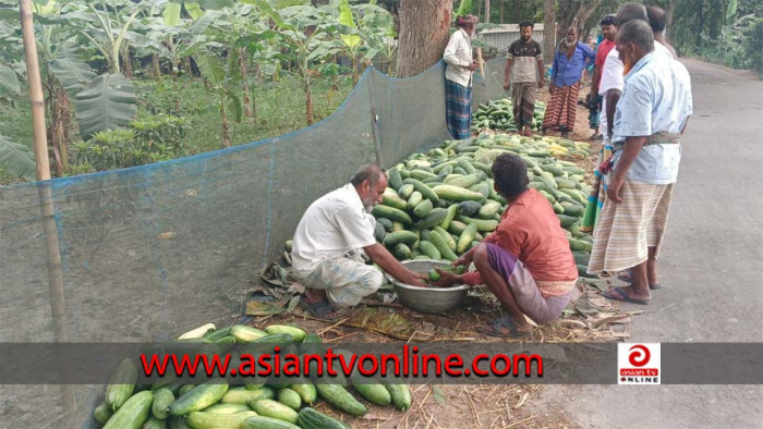 রমযানের বাজার ধরতে না পারায় লোকসানের মুখে ফরিদপুরের লালমি চাষিরা