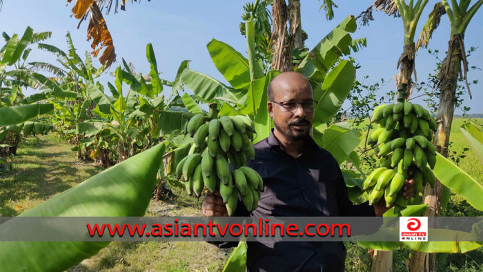 লবনাক্ত মাটিতে কলা চাষ করে তাঁক লাগিয়েছেন এক কৃষক