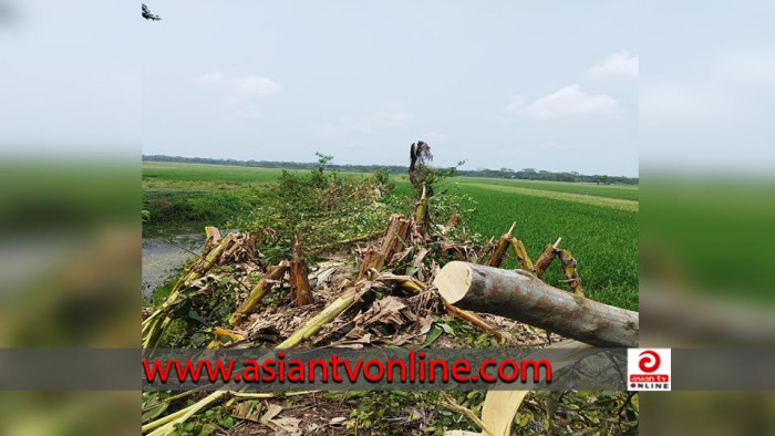 বামনায় পূর্ব শত্রুতার জেরে ২ শতাধিক ফলদ গাছ কর্তনের অভিযোগ