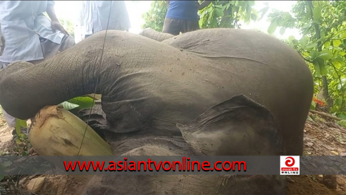 গাজীপুরে মহাসড়কের পাশে পাওয়া গেল হাতির মরদেহ