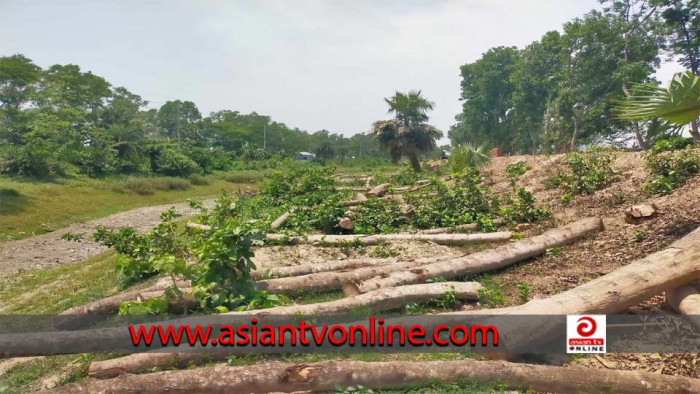 কুমারখালীতে রাস্তার পাশের অপ্রাপ্ত বৃক্ষ নিধন! বিপর্যস্ত পরিবেশ