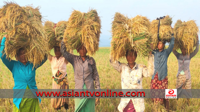 সুনামগঞ্জে কম্বাইন হারভেস্টার কেলেঙ্কারি, কৃষাণীর হাতে উঠলো কাঁচি