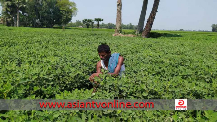 ক্ষেতলালে বাড়ছে চিনা বাদামের চাষ