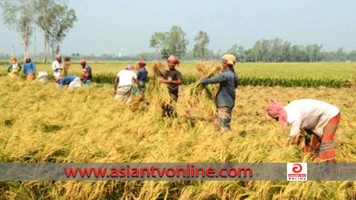 তীব্র গরমে ধান কাটা নিয়ে বিপাকে কৃষক