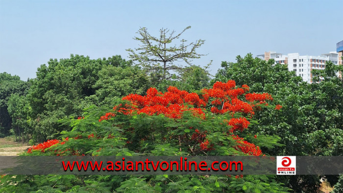 কৃষ্ণচূড়ার লাল ফুলে রঙিন হাবিপ্রবি