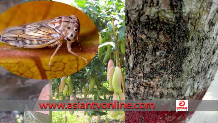 হপার পোকার উপদ্রবে অতিষ্ঠ রাবি শিক্ষার্থীরা