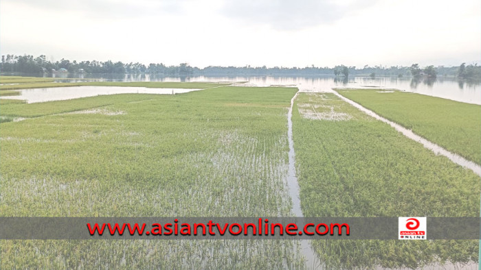 প্লাবিত সিলেট, বোরো ধান নিয়ে বিপাকে কৃষক