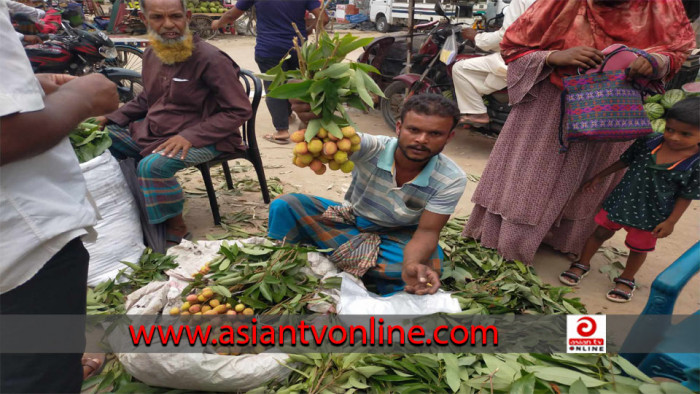 মেহেরপুরের বাজারে বিক্রি হচ্ছে অপরিপক্ব লিচু