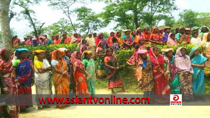 ৩ সপ্তাহ থেকে মিলছে না মজুরি, বিপাকে চা বাগানের শ্রমিকরা