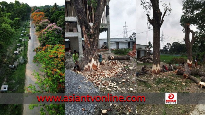 বাকৃবিতে বৃক্ষনিধন চলছে যেন বিরতিহীনভাবে!