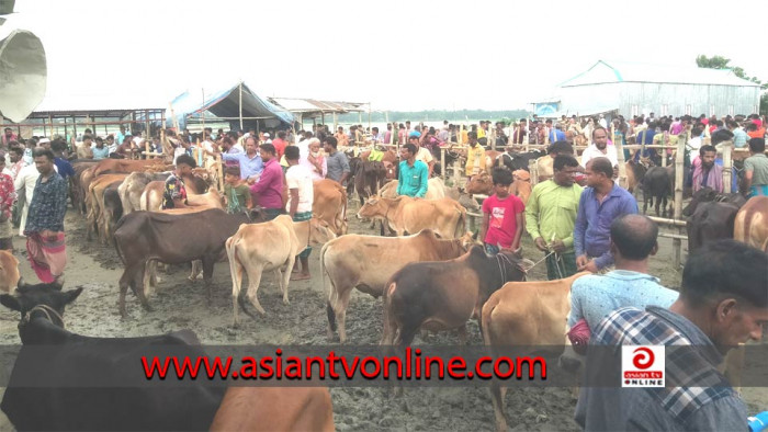 ইটনায় হাটে ক্রেতা কম, লোকসানে গরু বিক্রি করছেন ব্যবসায়ীরা