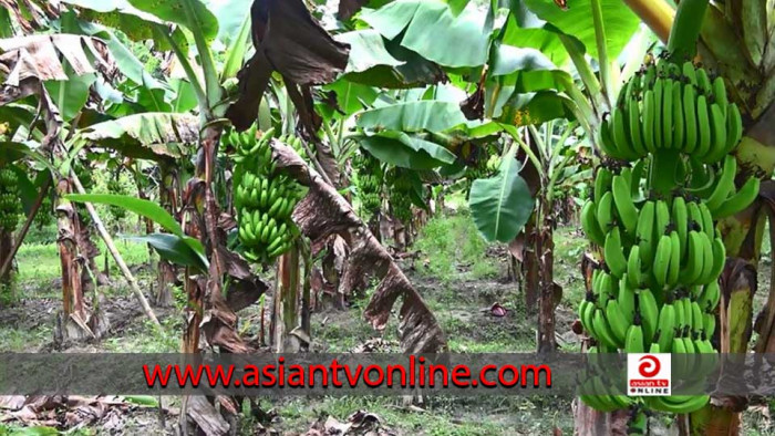 লাভ বেশি হওয়ায় সৈয়দপুরে প্রতি বছর বাড়ছে কলার আবাদ