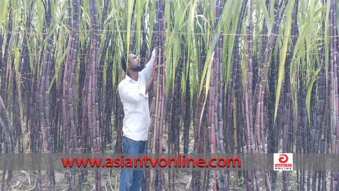 ফিলিপাইন জাতের আখ চাষে কৃষক ফারুকের বাজিমাত