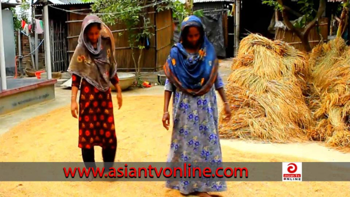 খোকসায় আমন ধান কাটা-মাড়াইয়ে ব্যস্ত কৃষক-কৃষাণীরা