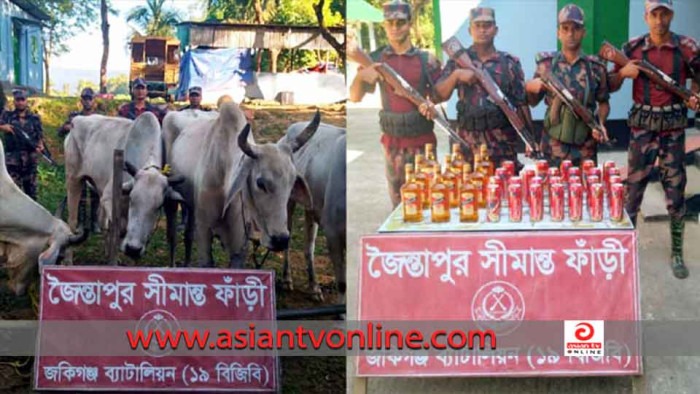 জৈন্তাপুরে বিজিবির অভিযানে ভারতীয় গরু ও মদ জব্দ