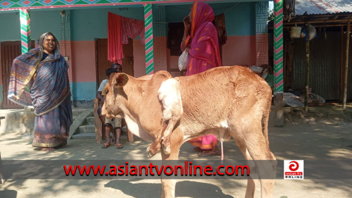 সুন্দরগঞ্জে ৬ পা বিশিষ্ট বাছুরের জন্ম