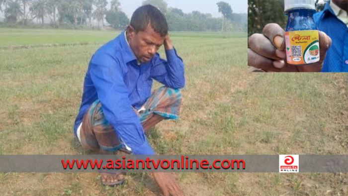 নলডাঙ্গায় পেঁয়াজের চারা পুড়ে শেষ, কৃষকের মাথায় হাত