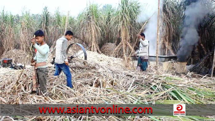 খোকসায় আখ চাষে আগ্রহ নেই চাষিদের