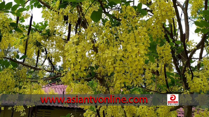 গ্রীষ্মের বাহারী ফুলে ছেয়ে গেছে খাগড়াছড়ির পথ-প্রান্তর