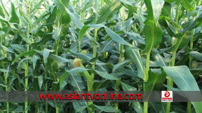 লালমনিরহাটে বেড়েছে ভুট্টার চাষাবাদ!