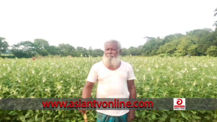 মতলবে তিল চাষে সোনালি সম্ভাবনা: কৃষকদের মুখে হাসি