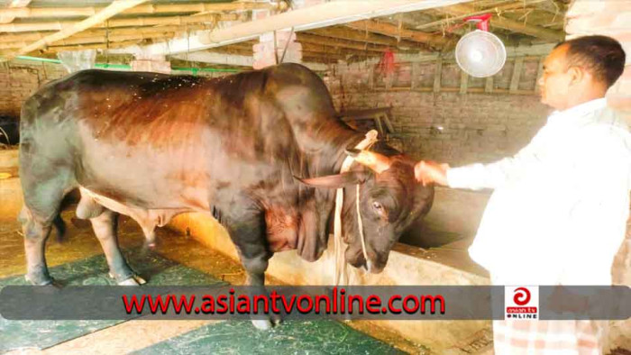 বদলগাছীতে নজর কাঁড়ছে ১২শ কেজি ওজনের কালামানিক!