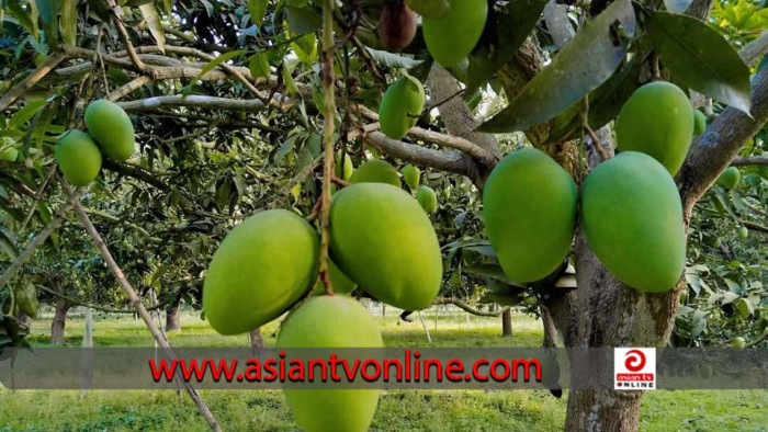 চলতি মাসের শেষের দিকে বাজারে আসছে চাঁপাইনবাবগঞ্জের আম